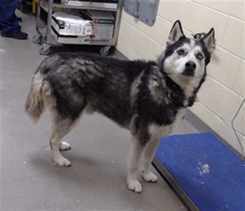 Shelter Stray Male Dog last seen Near BLOCK W BAYAUD AVE, DENVER CO 80223, 1241 W Bayaud Ave, Denver, CO 80223, USA
