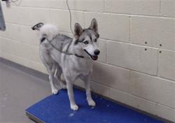 Shelter Stray Female Dog last seen 16700E E MISSISSIPPI AVE, DENVER CO 80210, 1241 W Bayaud Ave, Denver, CO 80223, USA