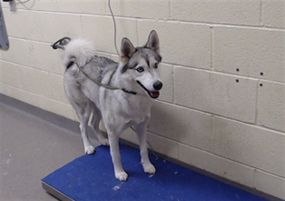 Shelter Stray Female Dog last seen 16700E E MISSISSIPPI AVE, DENVER CO 80210, 1241 W Bayaud Ave, Denver, CO 80223, USA