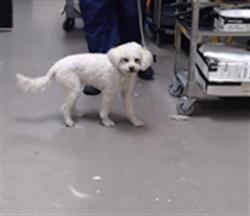 Shelter Stray Female Dog last seen Near BLOCK W BAYAUD AVE, DENVER CO 80223, 1241 W Bayaud Ave, Denver, CO 80223, USA