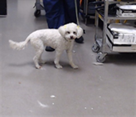 Shelter Stray Female Dog last seen Near BLOCK W BAYAUD AVE, DENVER CO 80223, 1241 W Bayaud Ave, Denver, CO 80223, USA