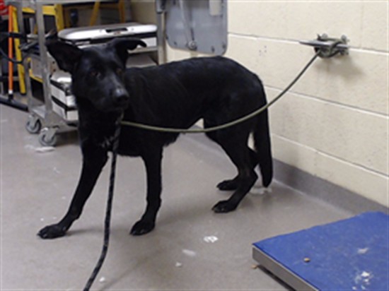 Shelter Stray Female Dog last seen Near BLOCK S COLORADO BLVD, DENVER CO 80222, 1241 W Bayaud Ave, Denver, CO 80223, USA