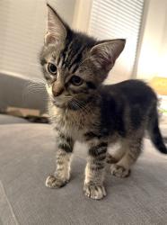Shelter Stray Male Cat last seen SHADY LEAF WAY & PINEDALE AVE, 2127 Front St, Sacramento, CA 95818, USA