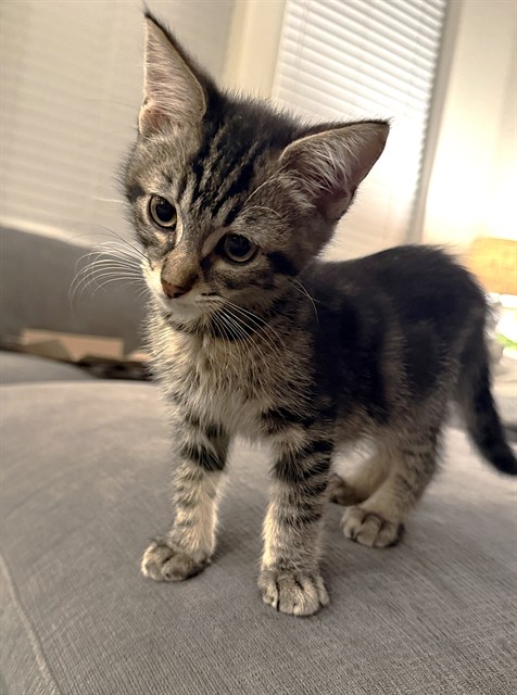 Shelter Stray Male Cat last seen SHADY LEAF WAY & PINEDALE AVE, 2127 Front St, Sacramento, CA 95818, USA