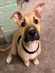 Shelter Stray Female Dog last seen 24TH ST & 36TH AVE, 2127 Front St, Sacramento, CA 95818, USA