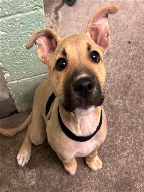 Shelter Stray Female Dog last seen 24TH ST & 36TH AVE, 2127 Front St, Sacramento, CA 95818, USA