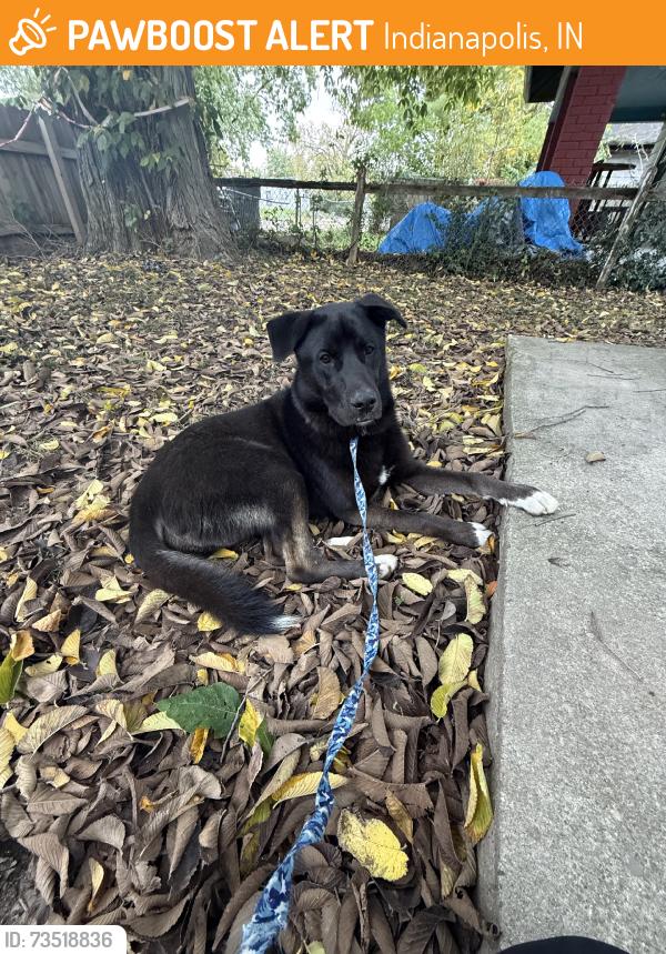 Found/Stray Male Dog last seen North glad stone, Indianapolis, IN 46218