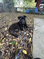 Found/Stray Male Dog last seen North glad stone, Indianapolis, IN 46218