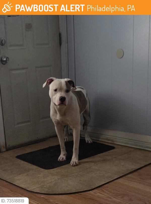Found/Stray Male Dog last seen 28th Street & Vare Avenue, Philadelphia, PA 19145