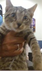 Shelter Stray Female Cat last seen Near BLOCK NW 87 ST, 3599 NW 79th Ave, Doral, FL 33122, USA