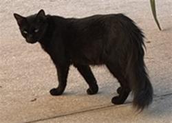 Shelter Stray Unknown Cat last seen E 8TH AVE & E 5TH ST UMATILLA, 12280 County Rd 448, Tavares, FL 32778, USA