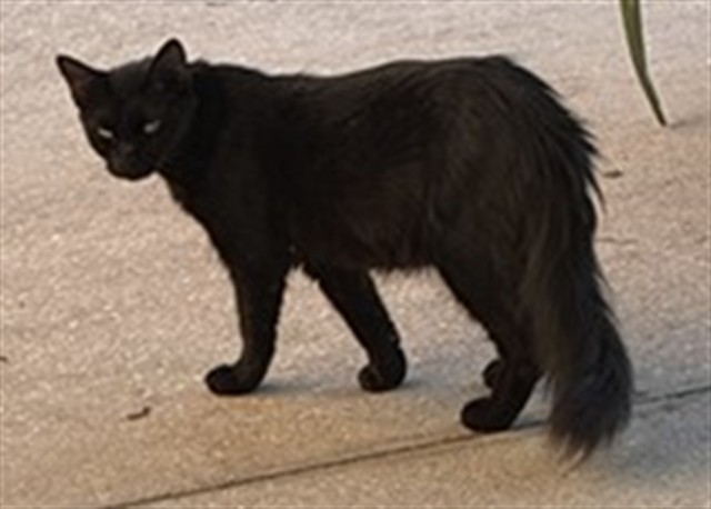 Shelter Stray Unknown Cat last seen E 8TH AVE & E 5TH ST UMATILLA, 12280 County Rd 448, Tavares, FL 32778, USA