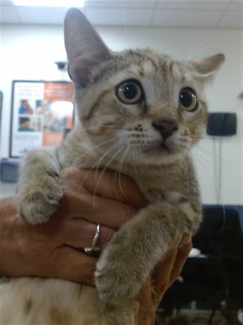 Shelter Stray Female Cat last seen Near BLOCK NW 87 ST, 3599 NW 79th Ave, Doral, FL 33122, USA
