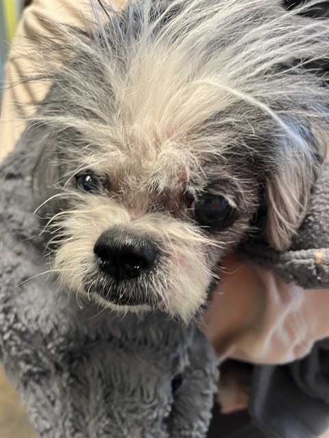 Shelter Stray Female Dog last seen ST CHRISTOPHER SLIDELL, 31078 LA-36, Lacombe, LA 70445, USA
