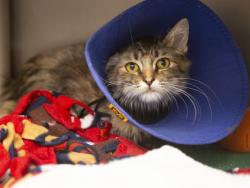 Shelter Stray Female Cat last seen Near BLOCK W JACKSON ST, 5501 E Van Buren St, Phoenix, AZ 85008, USA