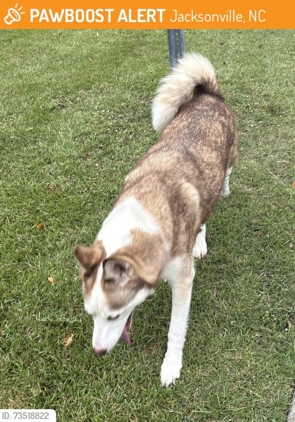 Found/Stray Female Dog last seen Now at Onslow County Animal Shelter, Jacksonville, NC 28546
