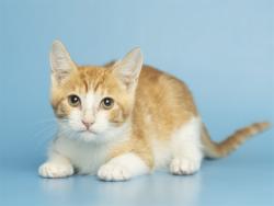 Shelter Stray Male Cat last seen Near BLOCK W CRESTWOOD WAY, 5501 E Van Buren St, Phoenix, AZ 85008, USA