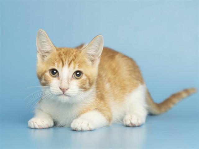 Shelter Stray Male Cat last seen Near BLOCK W CRESTWOOD WAY, 5501 E Van Buren St, Phoenix, AZ 85008, USA