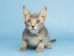 Shelter Stray Male Cat last seen Near BLOCK W CRESTWOOD WAY, 5501 E Van Buren St, Phoenix, AZ 85008, USA
