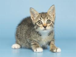 Shelter Stray Female Cat last seen Near BLOCK W MITCHELL DR, 5501 E Van Buren St, Phoenix, AZ 85008, USA
