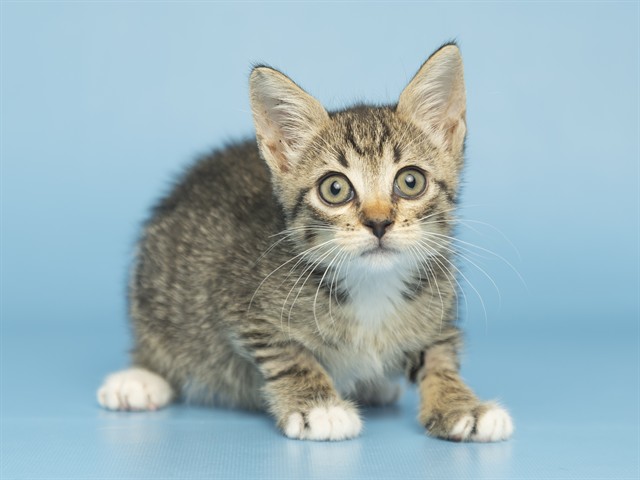 Shelter Stray Female Cat last seen Near BLOCK W MITCHELL DR, 5501 E Van Buren St, Phoenix, AZ 85008, USA
