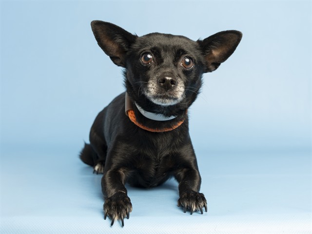 Shelter Stray Female Dog last seen 35TH AND DOBBINS, 5501 E Van Buren St, Phoenix, AZ 85008, USA