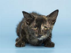 Shelter Stray Female Cat last seen SOSSAMON/BASELINE, 5501 E Van Buren St, Phoenix, AZ 85008, USA