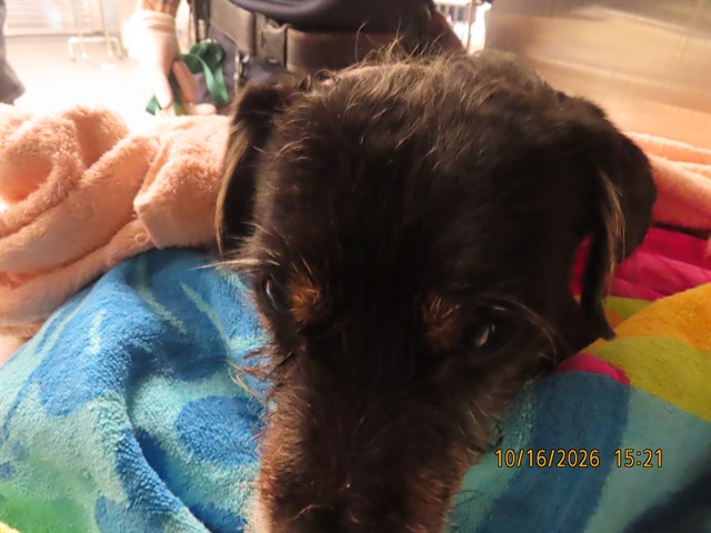 Shelter Stray Male Dog last seen I17 / GLENDALE, 5501 E Van Buren St, Phoenix, AZ 85008, USA