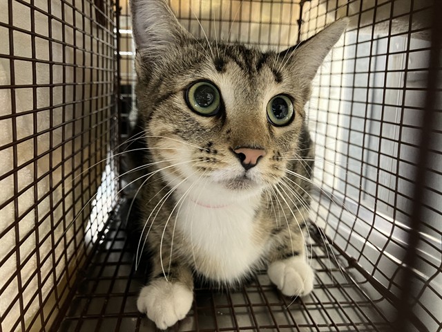 Shelter Stray Female Cat last seen Near BLK PLYMOUTH ST LONG BEACH CA 90805, 7700 E Spring St, Long Beach, CA 90815, USA