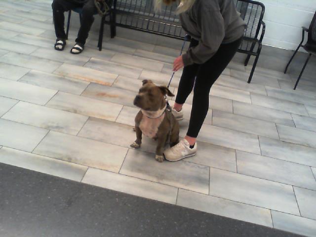 Shelter Stray Male Dog last seen CHARLOTTE, 8315 Byrum Dr, Charlotte, NC 28217, USA