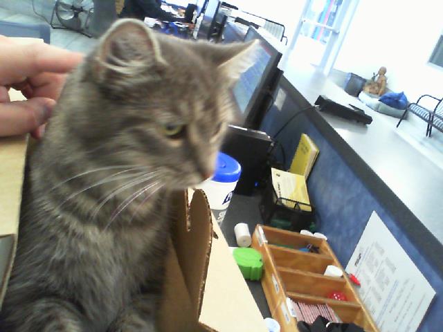Shelter Stray Female Cat last seen CHARLOTTE, 8315 Byrum Dr, Charlotte, NC 28217, USA