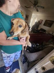 Shelter Stray Male Dog last seen Near BLOCK HICKORY SUN, 4710 TX-151, San Antonio, TX 78227, USA