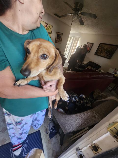 Shelter Stray Male Dog last seen Near BLOCK HICKORY SUN, 4710 TX-151, San Antonio, TX 78227, USA