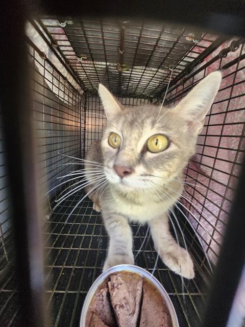 Shelter Stray Female Cat last seen Near BLOCK KATHY, 4710 TX-151, San Antonio, TX 78227, USA