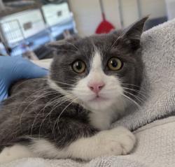 Shelter Stray Male Cat last seen Near BLOCK NIAGARA ST, 12155 Park Blvd, Brighton, CO 80601, USA