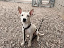 Shelter Stray Female Dog last seen Near BLOCK S 2ND ST, 1920 S Lewis, Mesa, AZ 85210, USA