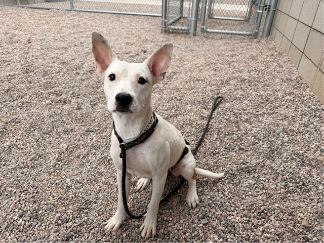Shelter Stray Female Dog last seen Near BLOCK S 2ND ST, 1920 S Lewis, Mesa, AZ 85210, USA
