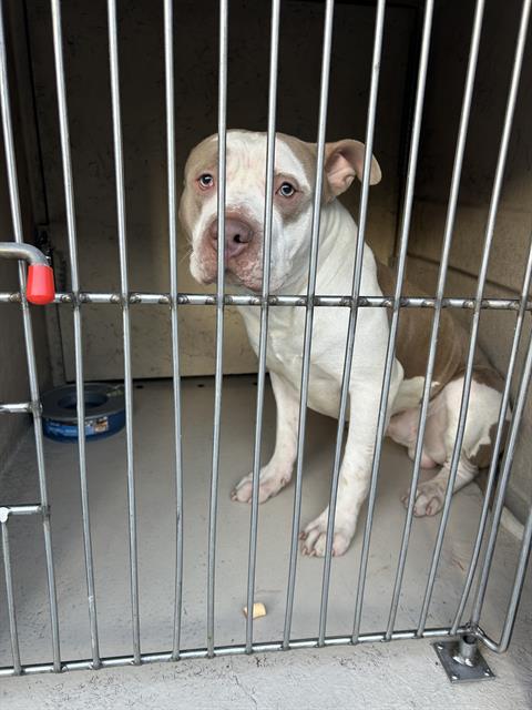 Shelter Stray Male Dog last seen Near BLK N JONES BLVD, LAS VEGAS NV 89108, 655 N Mojave Rd, Las Vegas, NV 89101, USA