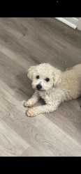 Lost Male Dog last seen Harvest bend, Houston, TX 77064