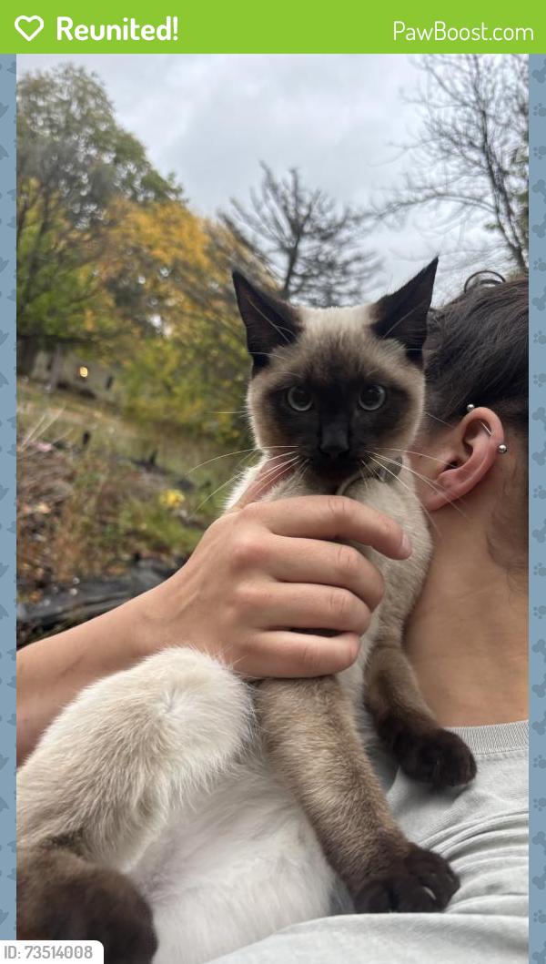 Reunited Male Cat last seen Alvord and brunswick, Flint, MI 48507