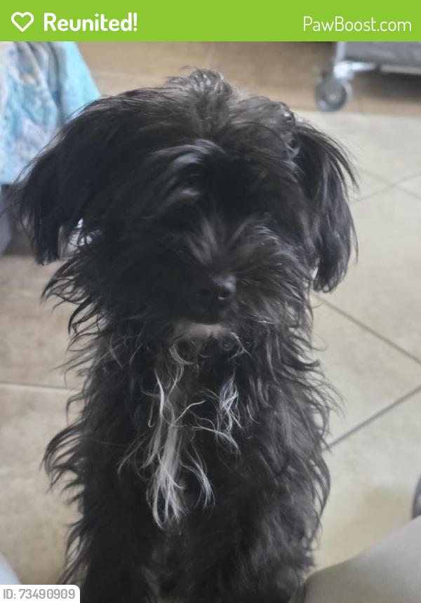 Reunited Female Dog last seen Swann St, McMinnville, TN 37110, USA, McMinnville, TN 37110