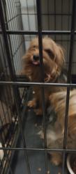 Reunited Male Dog last seen Fairfax & pacific, San Bernardino, CA 92404