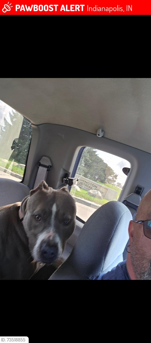Lost Female Dog last seen New Haven and washington st, Indianapolis, IN 46231