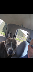 Lost Female Dog last seen New Haven and washington st, Indianapolis, IN 46231
