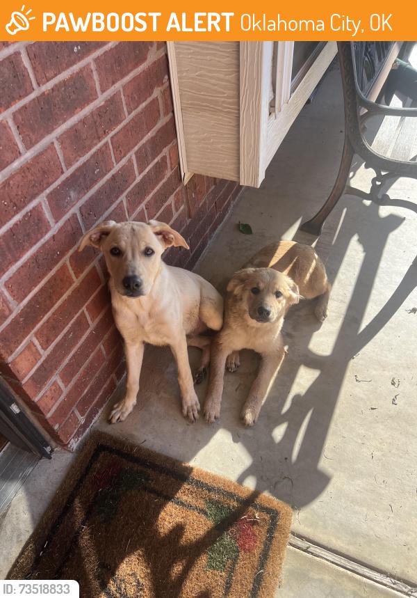 Found/Stray Unknown Dog last seen Walker and 66th, Oklahoma City, OK 73139