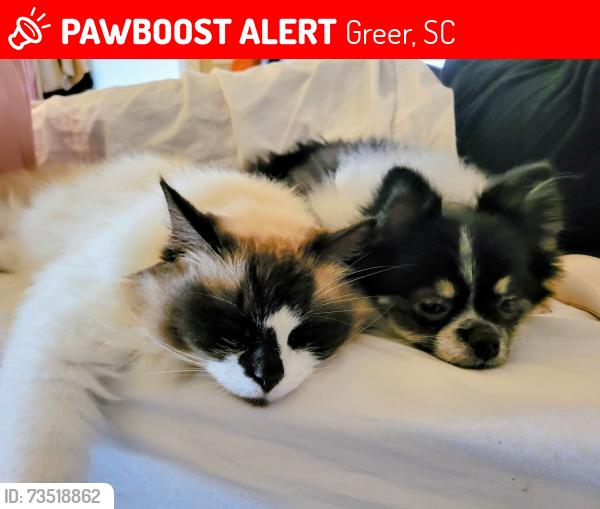 Lost Male Cat last seen Brushy Creek Rd, Greer, SC 29650