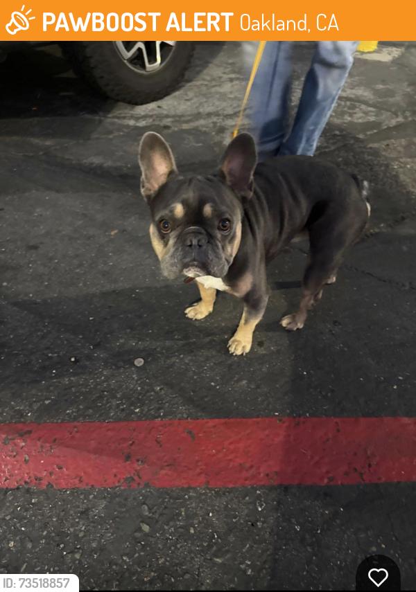 Found/Stray Male Dog last seen Rock Ridge BART station, Oakland, CA 94618