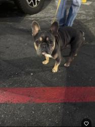 Found/Stray Male Dog last seen Rock Ridge BART station, Oakland, CA 94618