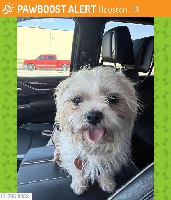 Found/Stray Male Dog last seen Sage and bayou timber, Houston, TX 77056