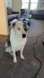 Reunited Male Dog last seen Nw 33rd st and n Drexel blvd, Oklahoma City, OK 73112
